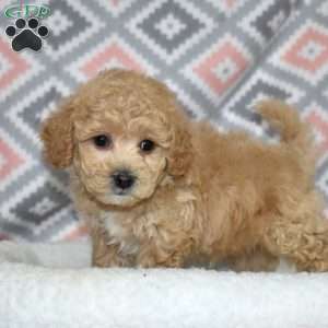 Pogo, Bich-Poo Puppy